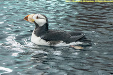 horned puffin